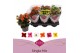 Kalanchoe mix Kalanchoe Favorita 6 colour mix - st 11 pp 