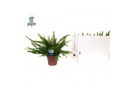 Nephrolepis exaltata green lady Nephrolepis Green Lady50 cm diameter