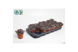 Echeveria Echeveria Joost