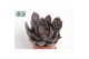 Echeveria Echeveria Joost 