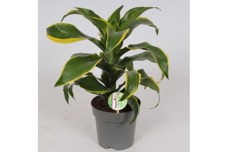 Dracaena dorado compacta Dracaena Dorado1 pp 