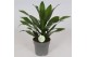 Dracaena fragr. compacta green jewel Dracaena Green Jewel1 pp 