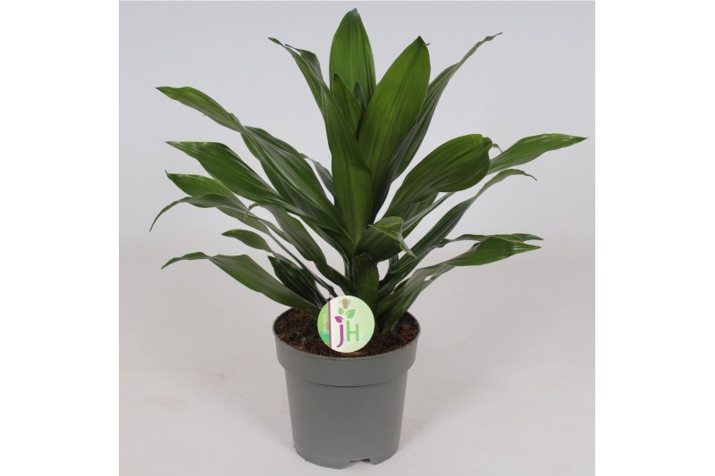 Dracaena fragr. compacta green jewel Dracaena Green Jewel1 pp 
