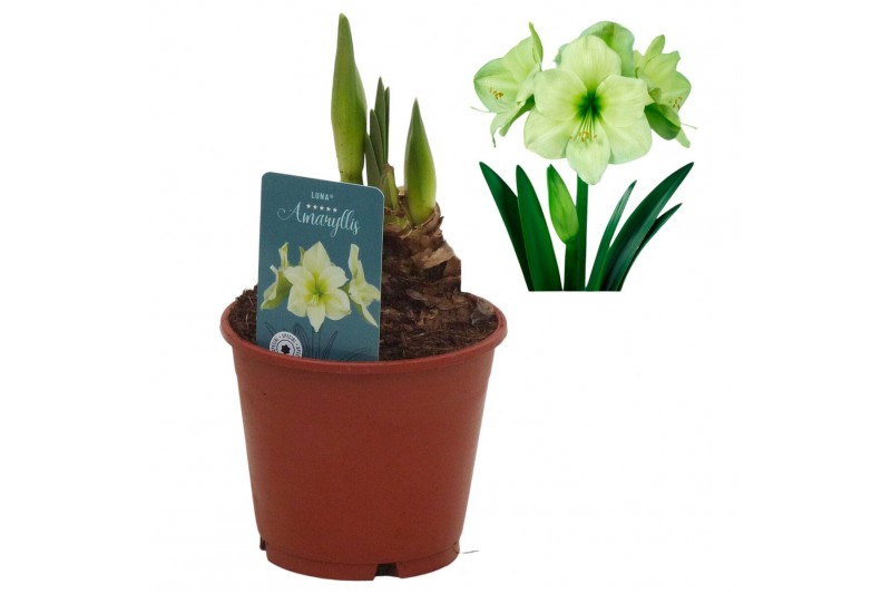 Hippeastrum Hippeastrum Luna exclusief2 tak/plnt 