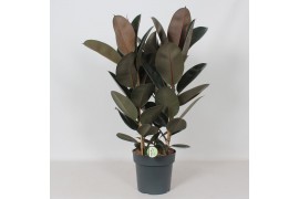 Ficus elstica abidjan Ficus Abidjan3 pp