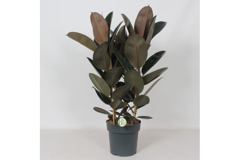 Ficus elstica abidjan Ficus Abidjan3 pp 