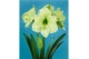 Hippeastrum Hippeastrum Luna exclusief2 tak/plnt 
