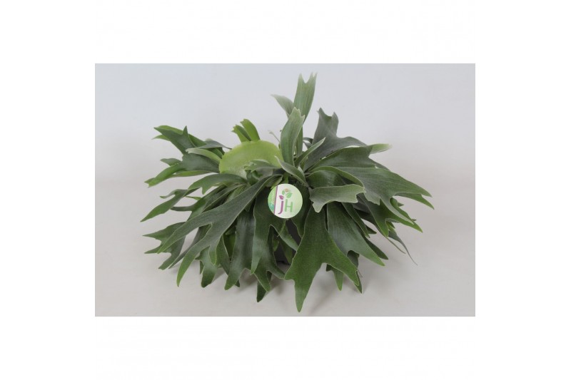 Platycerium bifurcatum Platycerium Bifurcatum3 pp 40 cm diameter 