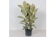 Ficus elastica tineke Ficus Tineke3 pp 