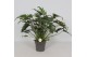 Philodendron xanadu Philodendron Xanadu2 pp 