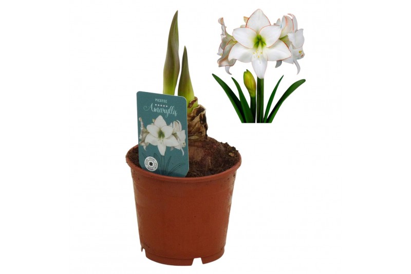 Hippeastrum Hippeastrum Picotee exclusief2 tak/plnt 