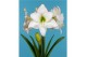 Hippeastrum Hippeastrum Picotee exclusief2 tak/plnt 