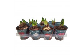 Hippeastrum Hippeastrum potcover Regular soorten mix2 tak/plnt