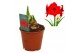 Hippeastrum Hippeastrum Red Lion 3 knop3 tak/plnt 