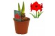 Hippeastrum Hippeastrum Red Lion regular assortiment2 tak/plnt 