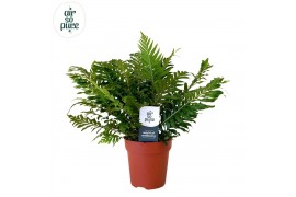 Blechnum silver lady Blechnum silver lady - Air So Pure