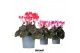 Cyclamen pers. midi indiaka Cyclamen Indiaka mix25 cm diameter 1 pp 8  