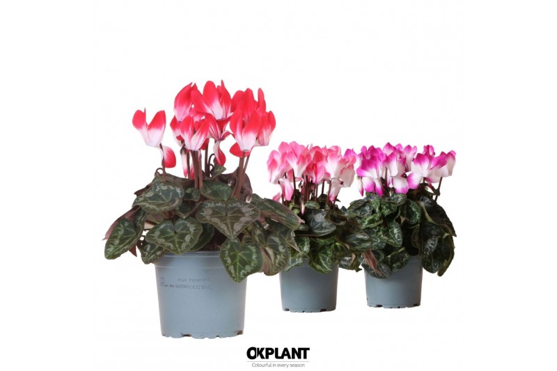 Cyclamen pers. midi indiaka Cyclamen Indiaka mix25 cm diameter 1 pp 8  