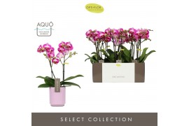 Phalaenopsis multiflora roze Exclusivo Bing 2 spike in Molise Lilac Aq