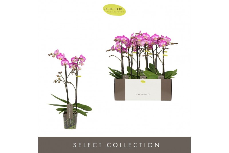 Phalaenopsis multiflora roze Exclusivo Cupido 2 spike18 bl. 2 tak/plnt 