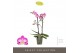 Phalaenopsis multiflora roze Exclusivo Cupido 2 spike18 bl. 2 tak/plnt 