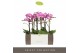 Phalaenopsis multiflora roze Exclusivo Cupido 2 spike18 bl. 2 tak/plnt 