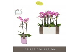 Phalaenopsis multiflora roze Exclusivo Cupido 2 spike in Molise Lilac 