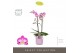 Phalaenopsis multiflora roze Exclusivo Cupido 2 spike in Molise Lilac  
