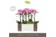 Phalaenopsis multiflora roze Exclusivo Cupido 2 spike in Molise Lilac  