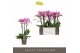 Phalaenopsis multiflora roze Exclusivo Cupido 3 spike25 bl. 3 tak/plnt 