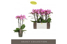 Phalaenopsis multiflora roze Exclusivo Cupido 3 spike25 bl. 3 tak/plnt