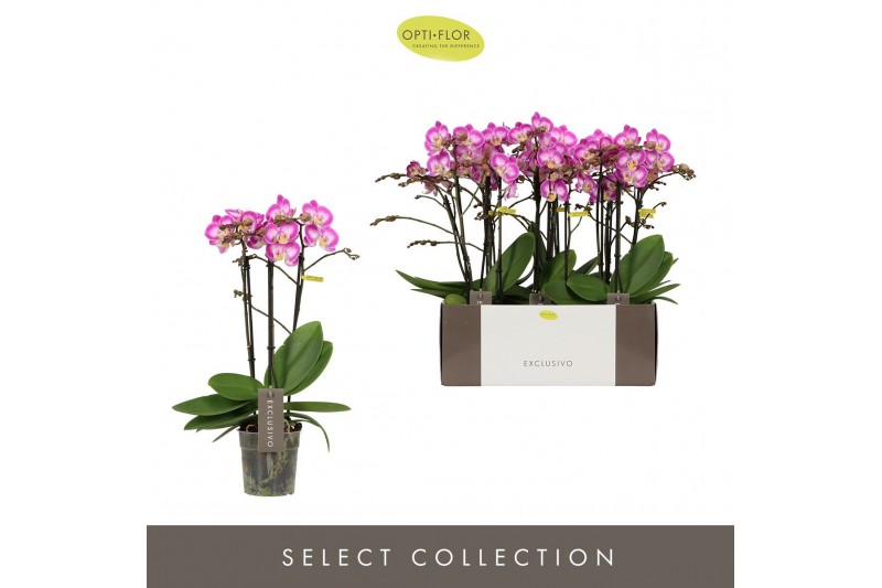 Phalaenopsis multiflora roze Exclusivo Cupido 3 spike25 bl. 3 tak/plnt 