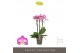 Phalaenopsis multiflora roze Exclusivo Cupido 3 spike25 bl. 3 tak/plnt 