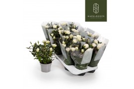 Rosa alaska kordana Rosa Kordana Alaska (Wit)6 bl.