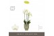 Phalaenopsis multiflora wit Optimost Amabilis Starrion 3 spike in Emil 