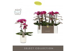 Phalaenopsis multiflora anthura morelia Optimost Morelia 2 spike in Mo