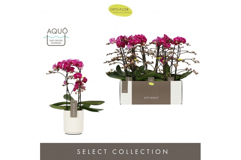 Phalaenopsis multiflora anthura morelia Optimost Morelia 2 spike in Mo 