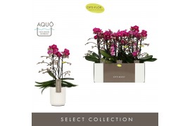 Phalaenopsis multiflora anthura morelia Optimost Morelia 3 spike in Mo