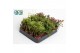 Rhipsalis Rhipsalis mix 