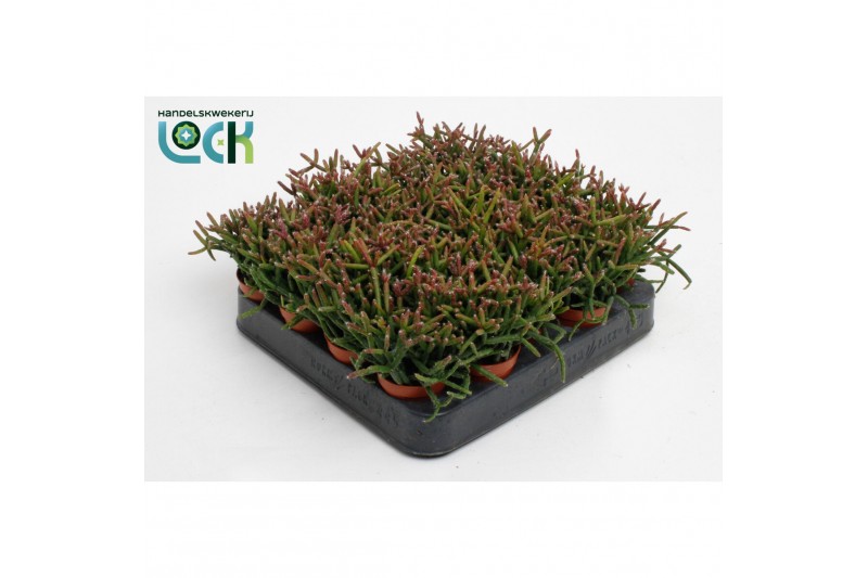 Rhipsalis burchellii 