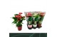 Anthurium andr. mix 3 kleuren Anthurium Mix 12cm keramiek5 bl. 