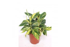 Alpinia zerumbet variegata Alpinia zerumbet Variegata