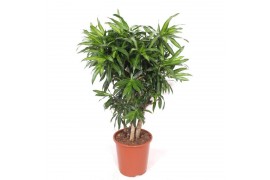 Dracaena reflexa song of jamaica Dracaena Song of Jamaica1 pp