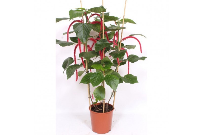 Acalypha hispida 