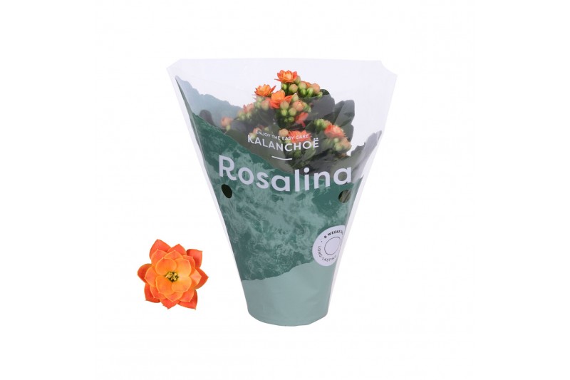 Kalanchoe rosalina don pedro Kalanchoe Rosalina 07cm Don Pedro oranje1 