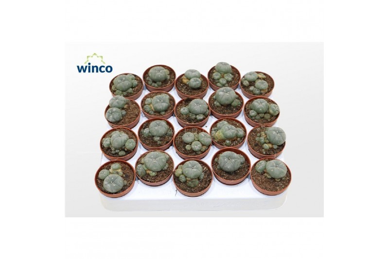 Cactus Lophophora Williamsii (old Plants) 