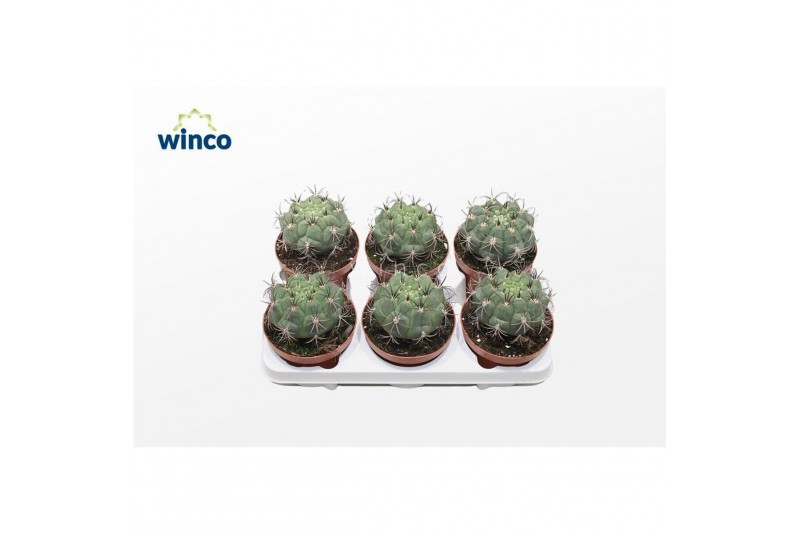 Gymnocalycium saglionis Gymnocalycium Saglyonis 