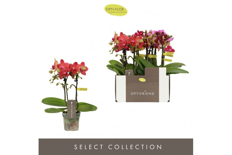 Phalaenopsis multiflora mix Optifriend Dream Mix 2 spike10 bl. 2 tak/p 