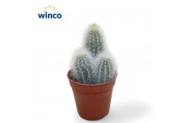 Cactus Espostoa Senilis