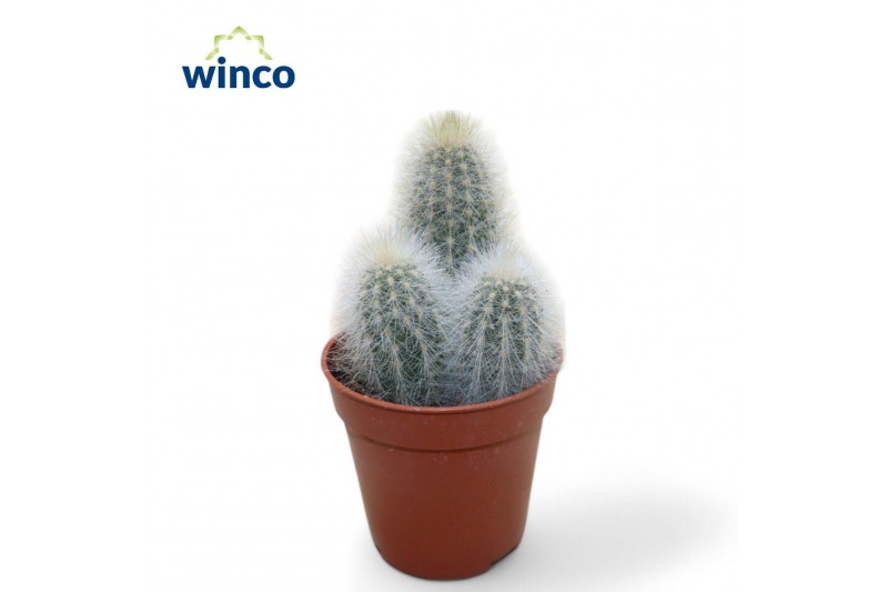 Cactus Espostoa Senilis 